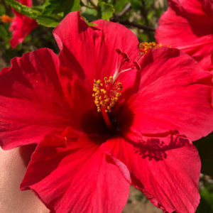 Meet your Posher, Élodie